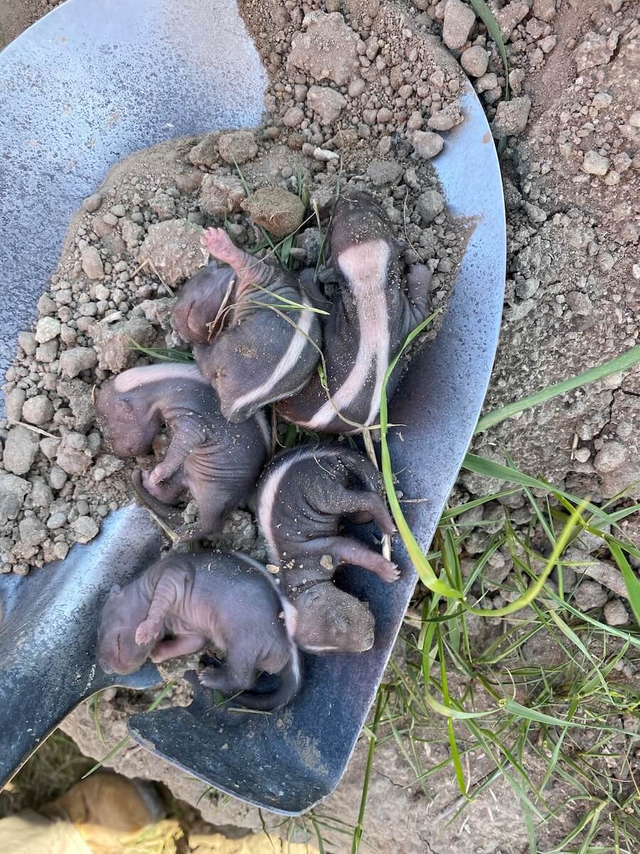 A brood of baby skunks at a Flatiron project